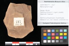 Foto (Objekt + Etikett) von Myrica lignitum Unger (NHMW-GEO-2024-0188-0717)